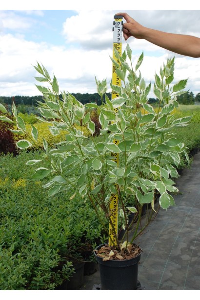 Дерен білий Елегантіссіма - 5л/вис.80-90см/Ø60-70см